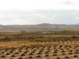 松花江農場 松花江農場