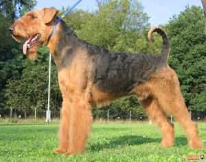 Airedale Terrier