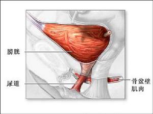 （圖）陰道與膀胱的關係圖