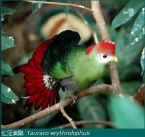 紅冠蕉鵑 Tauraco erythrolophus