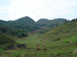 坡頭村[雲南省文山州西疇縣法斗鄉坡頭村]