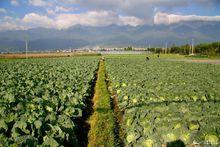 無公害蔬菜基地