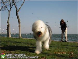 Old English Sheepdog