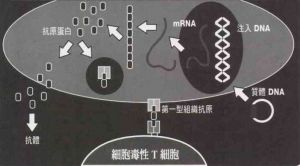 基因疫苗的分子路線