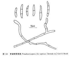 常綠榕假尾孢