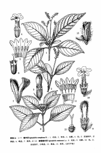 來源：中國植物志原版墨線圖