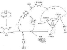 粒場全息術理論套用及微粒