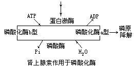 代謝調節/img/d/f80/wZwpmLmVGNyUzM1gTM3QmZ1Y2NwATN1gTO3gjYv0WZ0l2LjlGcvU2apFmYv02bj5SdklWYi5yYyN3Ztl2LvoDc0RHa.jpg