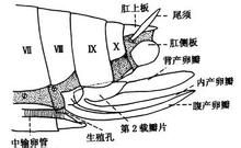 產卵器