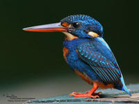 藍胸翠鳥
