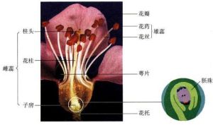 受精極核