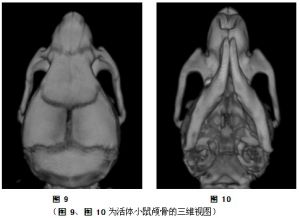 圖 9、圖 10為活體小鼠顱骨的三維體視圖