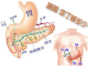 胰腺