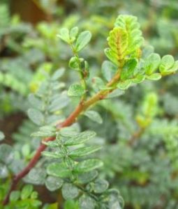 藥用植物肉桂葉枯病