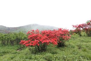 高山杜鵑花