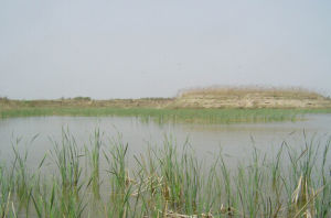 鄭州黃河濕地自然保護區