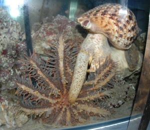 法螺在吃長棘海星