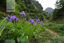 藍花鳶尾