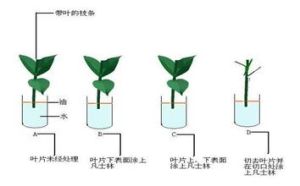 蒸騰速率