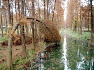 江蘇東湖濕地公園