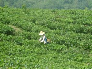 茶葉種植業