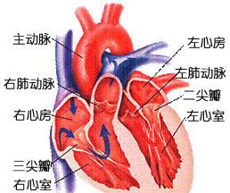 高動力性循環