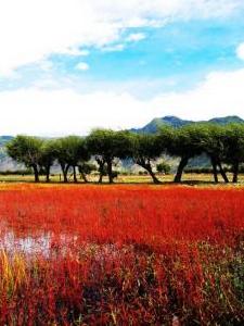 （圖）《紅草灘》