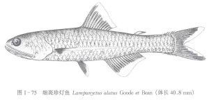 細斑珍燈魚