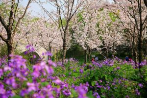 公園賞櫻花