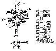 前水蚤幼蟲