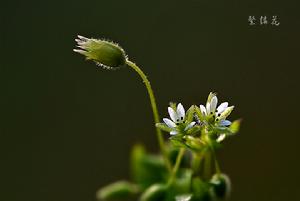 （圖）繁縷花