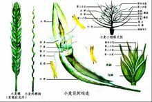 單子葉植物