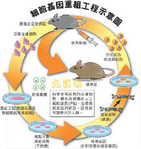 成熟細胞再編程技術