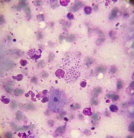 四角瑞氏絛蟲 四角瑞氏絛蟲