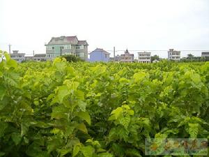 諸橋村