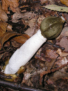 白鬼筆 Phallus impudicus