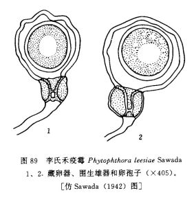 李氏禾疫霉