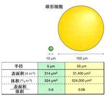 細胞體積守恆定律