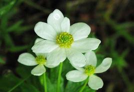 銀蓮花[毛茛科銀蓮花屬植物]