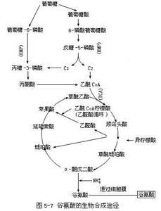 谷氨酸合成酶