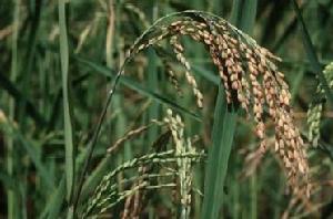 （圖）水稻的栽培