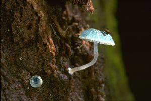 墨爾本皇家植物園的炫藍蘑菇
