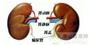 蹄鐵形腎