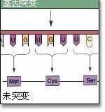 基因突變