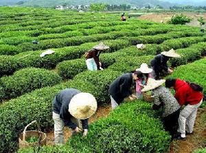 黟山雀舌茶