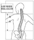 背長的測量