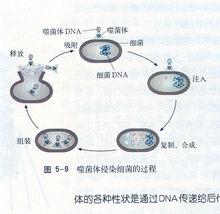 噬菌體侵染細菌過程示意圖