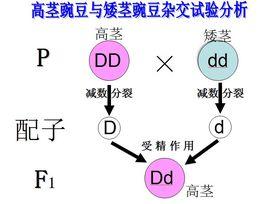 孟德爾第一定律