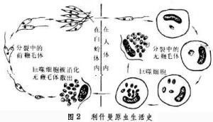 利什曼蟲