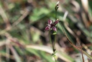 川西獐牙菜